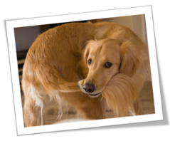 Cold Tail, Limber Tail Syndrome, Swimmer's Tail, Dead Tail - Why Won't My Dog's Tail Wag?